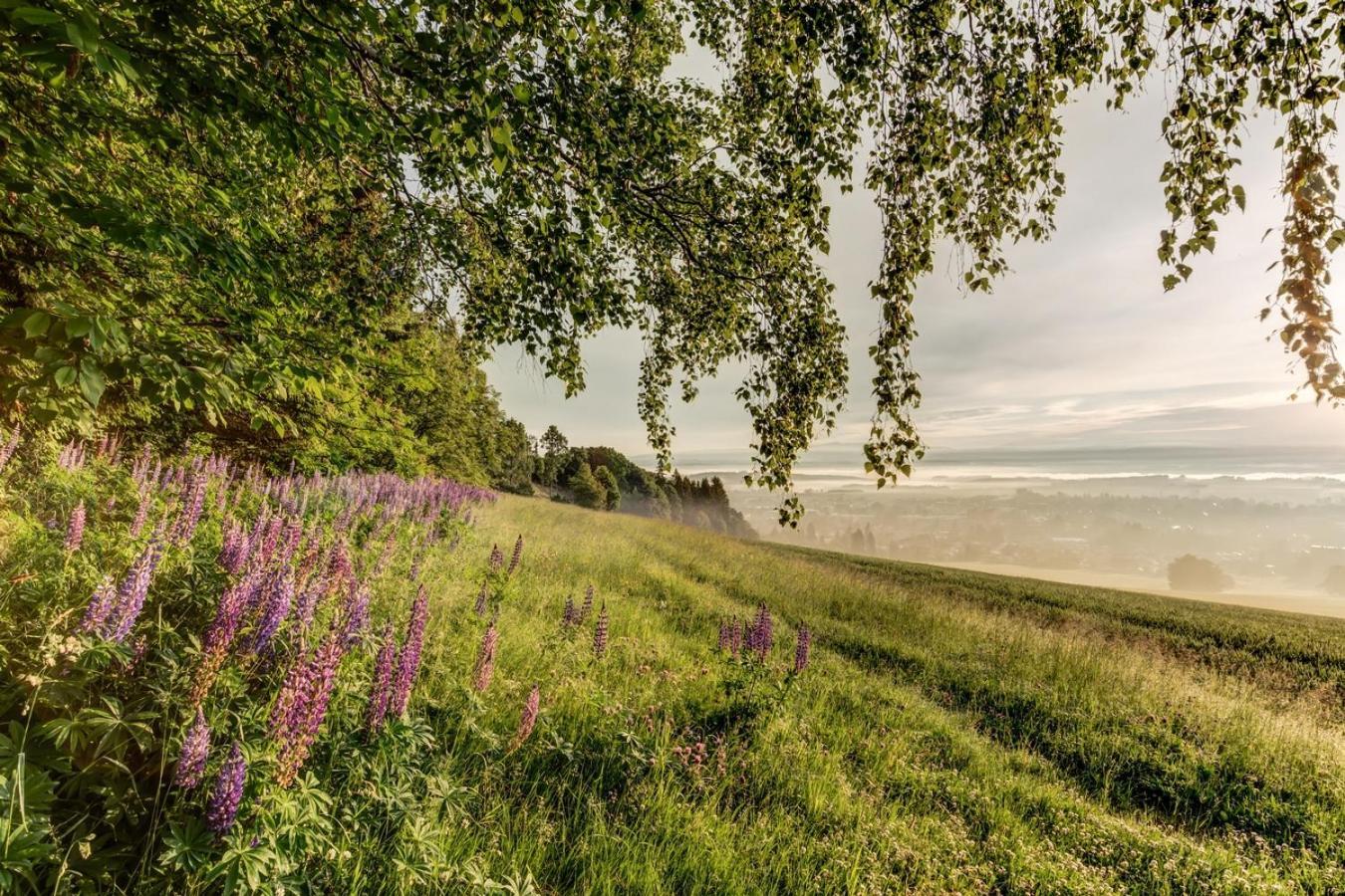 Wellness Apartmany Cesky Raj & Biokolna Lomnice nad Popelkou Buitenkant foto